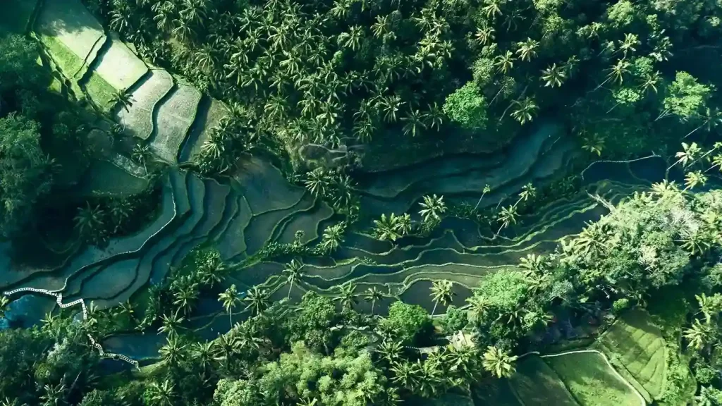 Aerial view of Bali rice terraces